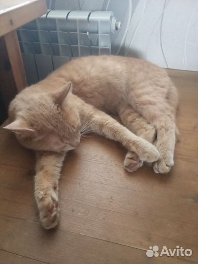 Кошки в добрые руки