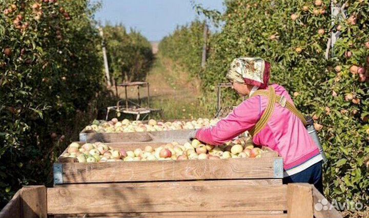 Вахта Сборщик