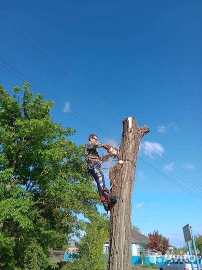 Спил деревьев