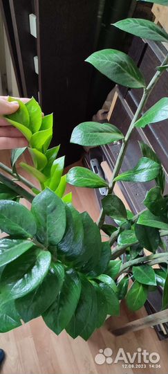 Замиокулькас