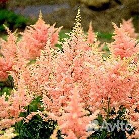 Астильбы сортовые (с зкс)
