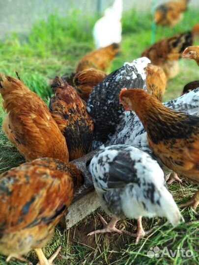 Куры Кучинская юбилейная и Пушкинская