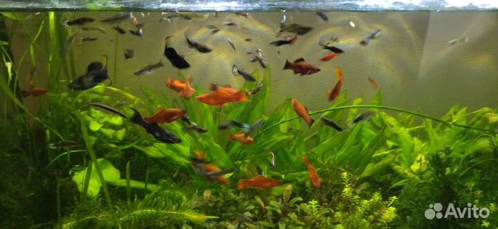 Гуппи,моллинезии