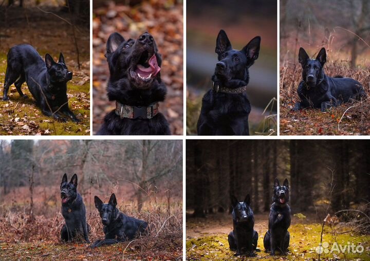 Фотограф анималист