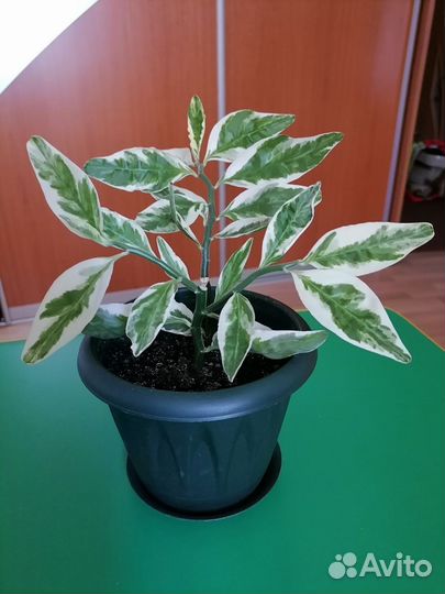 Педилантус кудрявый