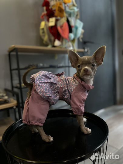 Одежда для собак