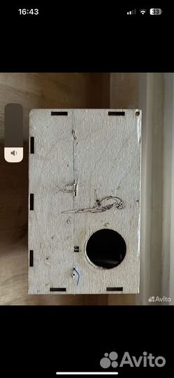 Попугаи неразлучники