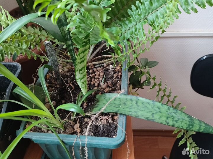 Комнатные цветы