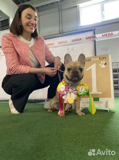 Французский бульдог кабель вязка