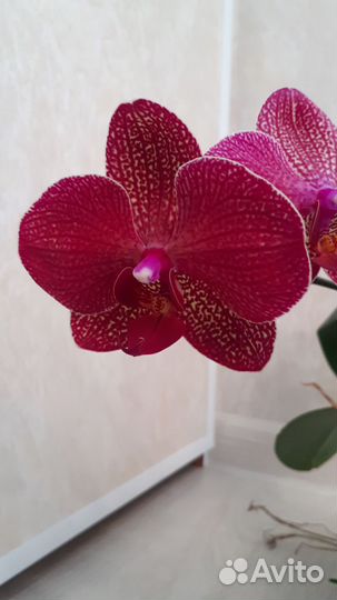 Орхидея фаленопсис Кимано