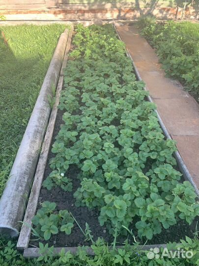 Рассада клубники