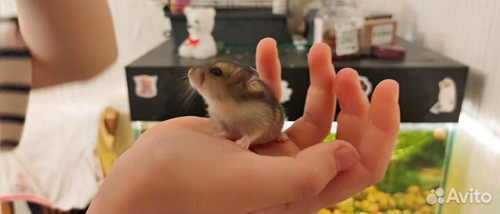 Джунгарский хомяк