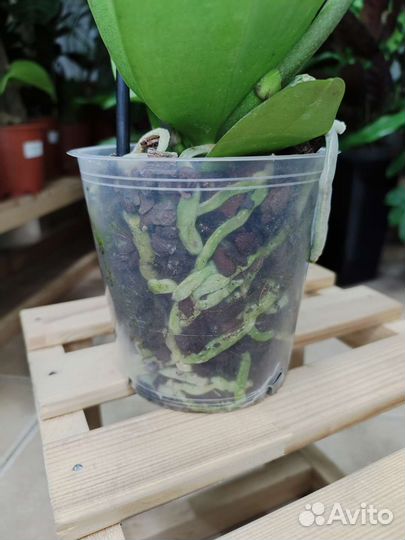 Орхидея фаленопсис биг лип