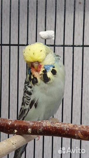 Попугаи чехи, самки, самцы, птенцы