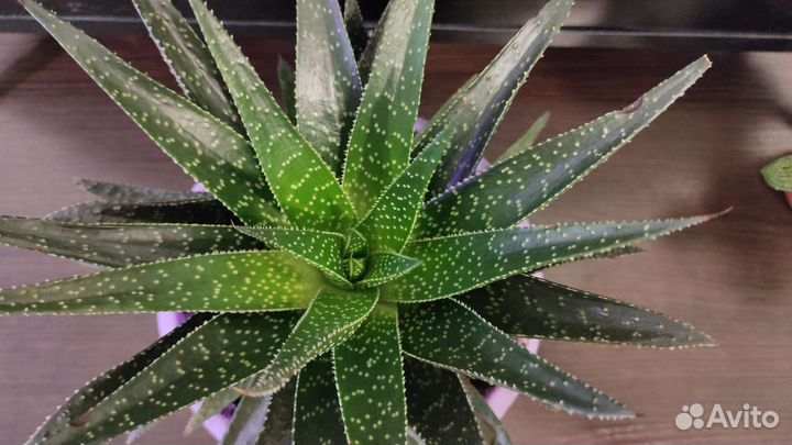 Комнатные цветы Суккулент