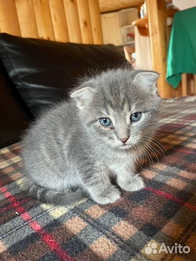 Котята в добрые руки мальчики