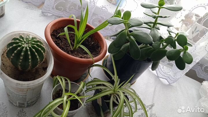 Продажа комнатных цветов