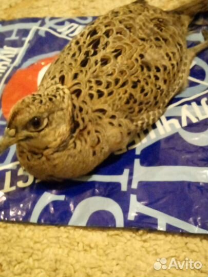 Семья фазанов