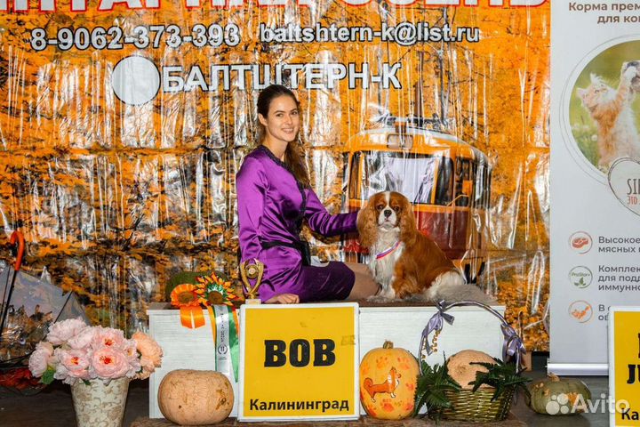 Кавалер Кинг Чарльз спаниель вязка