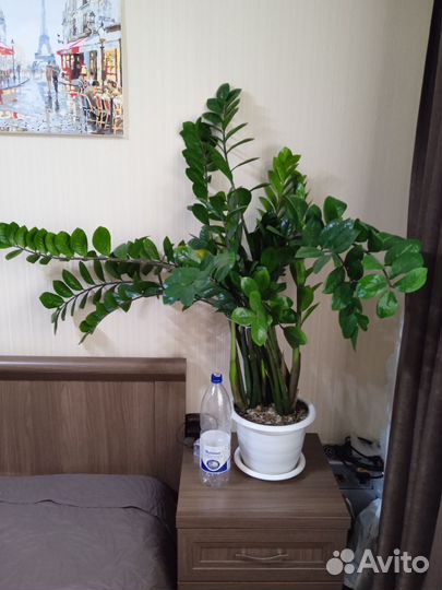 Замиокулькас