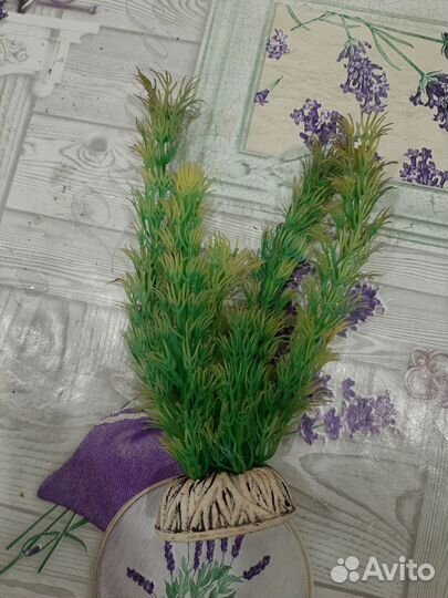 Растение в аквариум