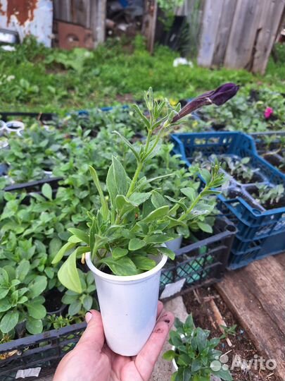 Петуния в стаканчиках