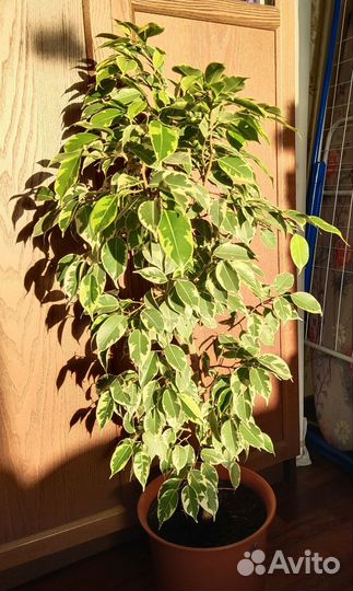 Фикус бенджамина