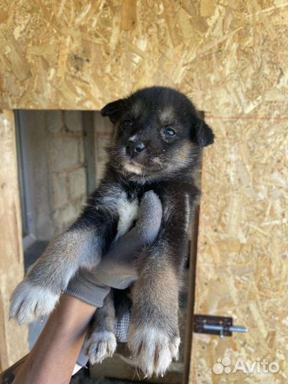 Щенок в добрые руки бесплатно
