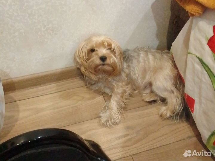 Йоркширский терьер вязка мальчик