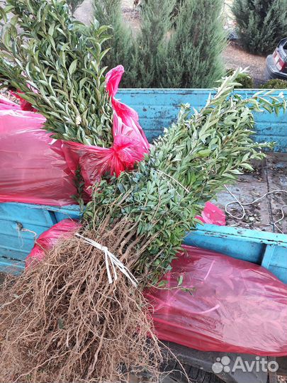 Озеленение Бирючина живая изгородь