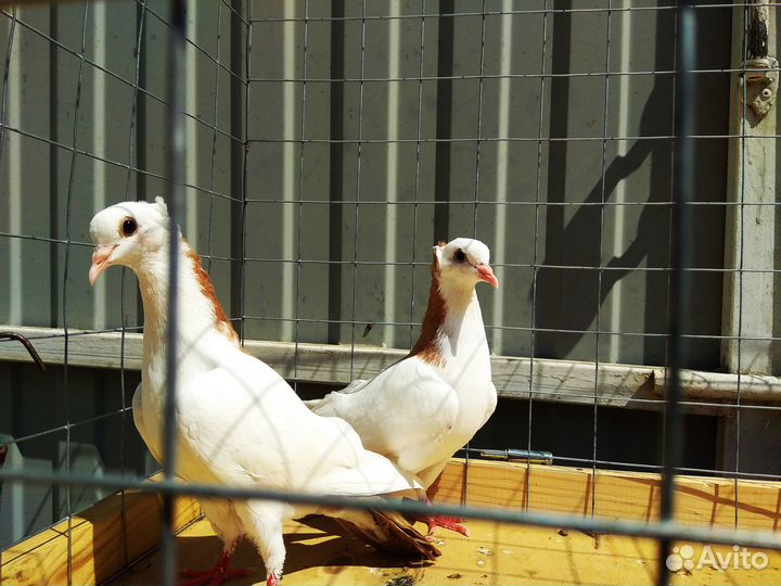 Бойные голуби. шейки