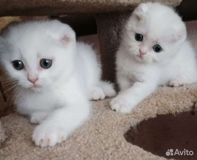 Шотландские котята