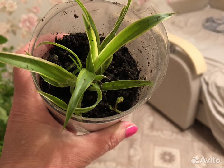 Хлорофитум