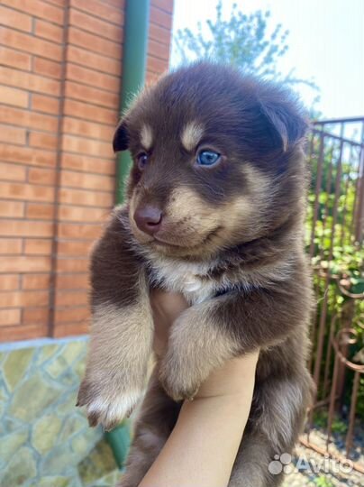 Щенки хаски