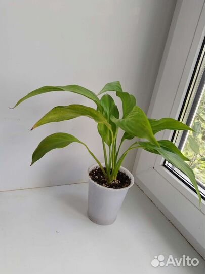 Спатифиллум (женское счастье )