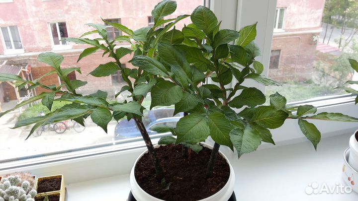 Аморфофаллус коньяк клубневый