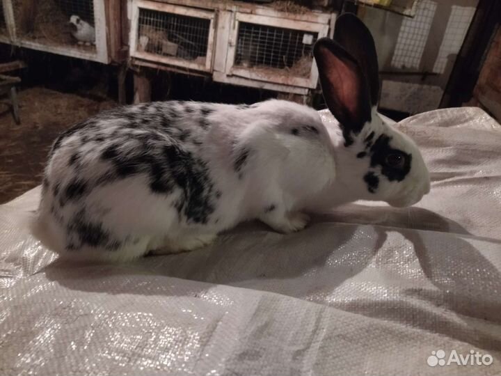 Кролики Строкач, Бабочка, Полтавское серебро