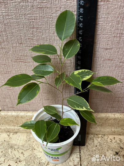 Фикус бенджамина пестролистный Кинки