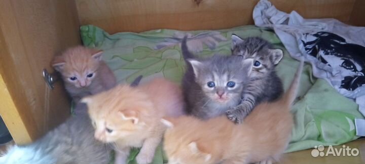 Котята в добрые руки