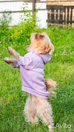 Худи для собак