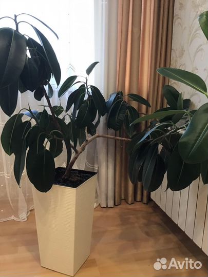 Фикус каучуковый