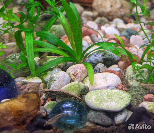 Аквариумные креветки