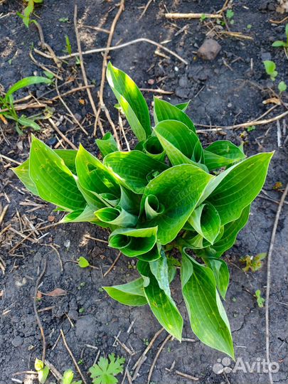 Хоста растение