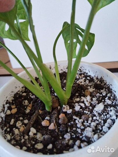 Монстера манки маск