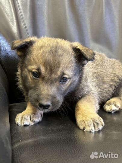 Щенки в добрые руки