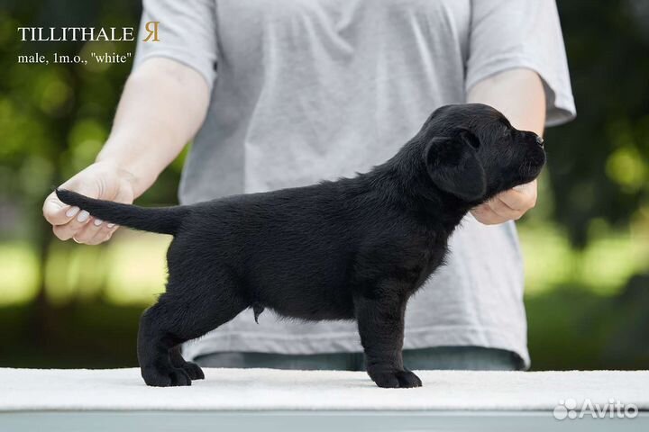 Щенки лабрадора