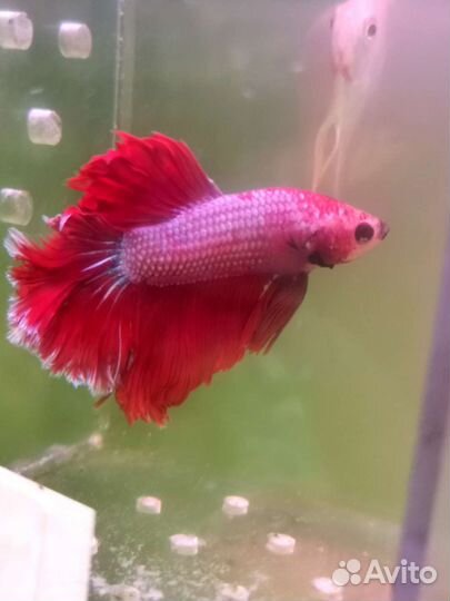 Петушок (Betta, бойцовая рыбка)