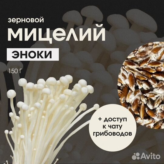 Мицелий Эноки. Семена грибов