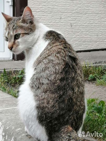 Домашний котёнок