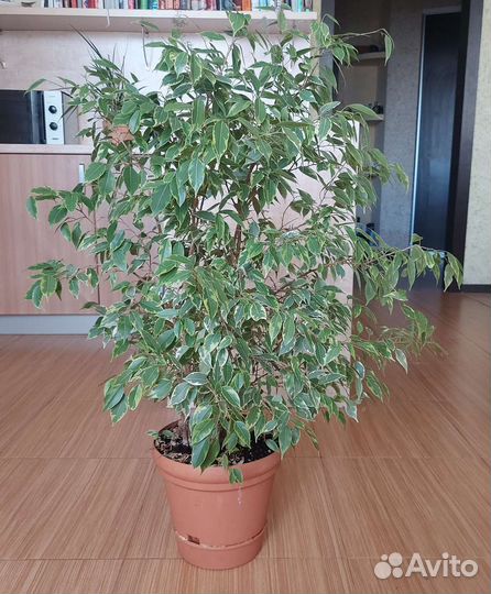 Фикус бенджамина большой